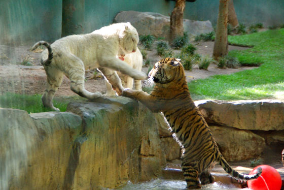 Cats at the Mirage Hotel